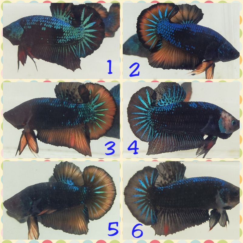 IKAN CUPANG BLACK SERIES LINE AVATAR MALE/JANTAN