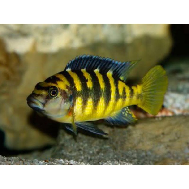 Pseudotropheus Crabro Bumblebee Hornet Cichlid Malawi