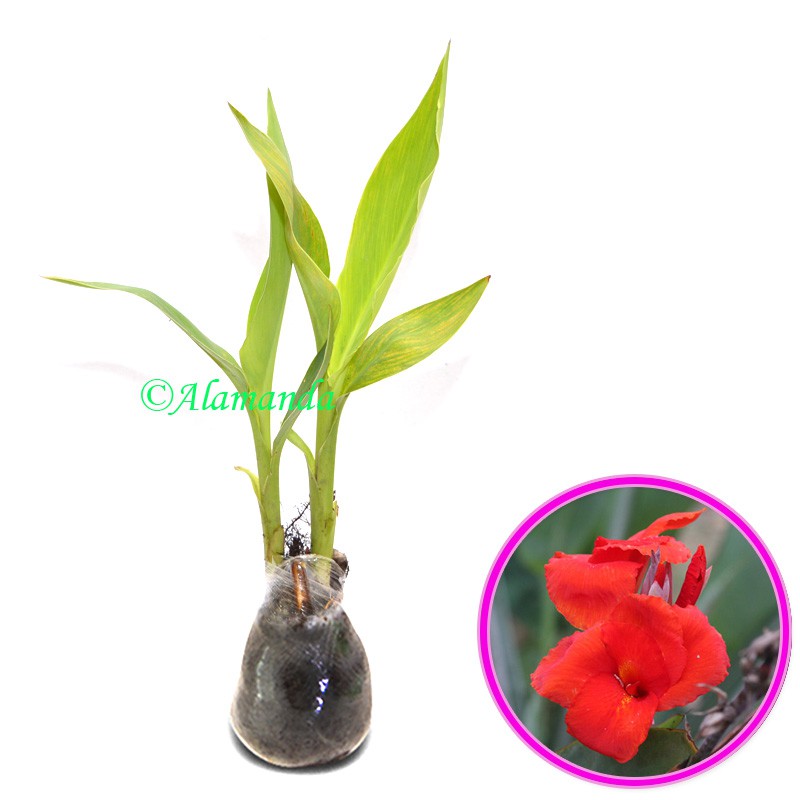 Tanaman Hias Canna Merah