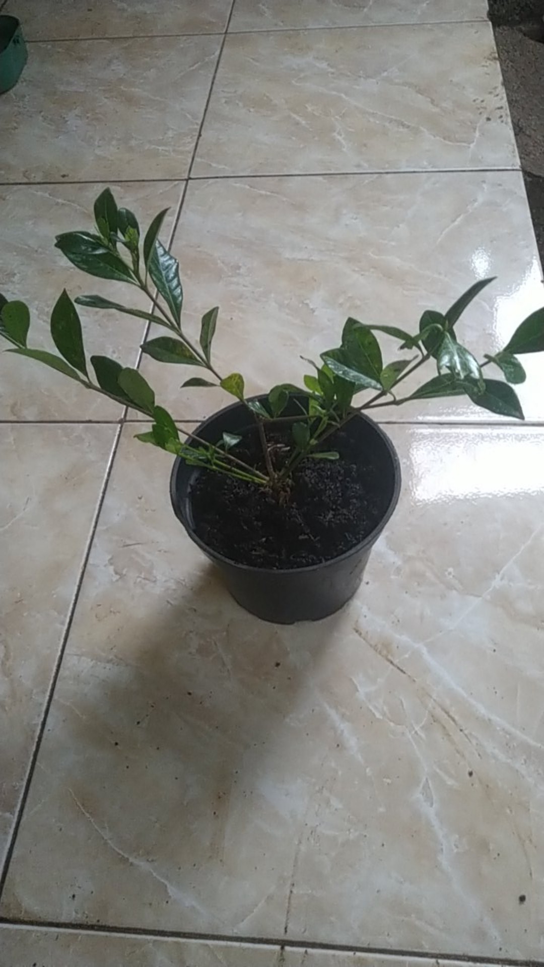 Tanaman Hias Kacapiring