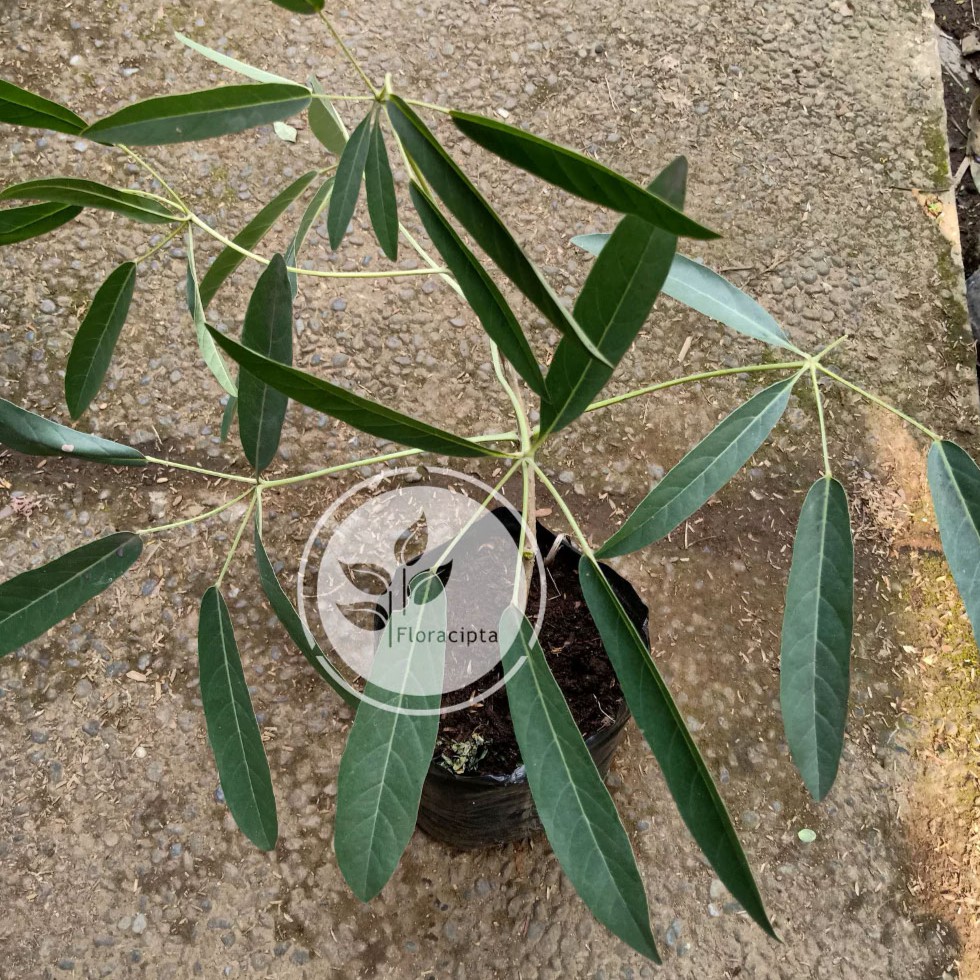 Bibit Tabebuya Pohon Tabebuya Bibit Pohon Tabebuya Tanaman Hias Bunga Pink