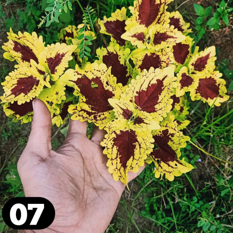 miana coleus jawer kotok iler tanaman hias murah bunga miana premium miyana langka miana arjuna