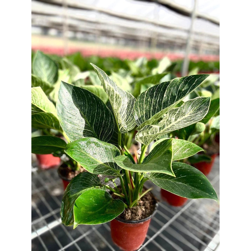 Tanaman Hias Philo Birkin Variegata / Tanaman Hias Anakan Philo Birkin Murah