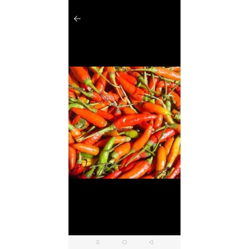 cabe rawit merah / cabai / sayur / bumbu 100gram