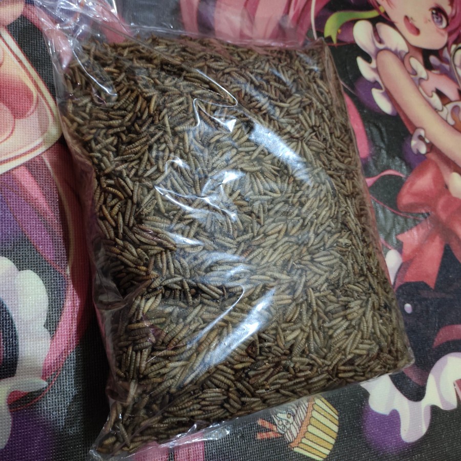 Maggot kering 1kg, Magot fresh, Dried Maggot, Magoot BSF home industry
