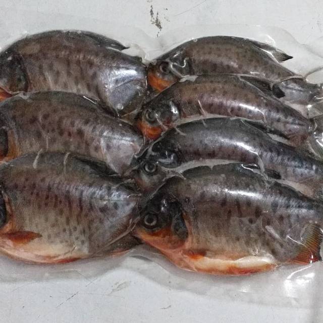 

IKAN BAWAL TAWAR