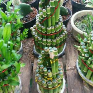 Tanaman hias bambu hoki bambu keberuntungan bambu Tanaman hias bambu hoki bambu keberuntungan bambu