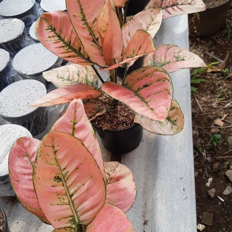 Bibit Bonggolan Aglonema Ruby Comfacta