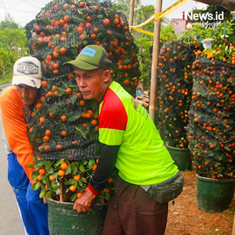 Bibit JERUK KIMKIT MADU sudah BERBUAH /berbunga |bisa ditanam dalam pot