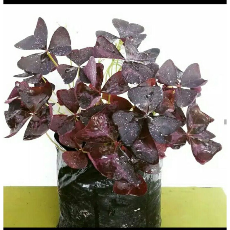 tanaman hias Kupu-kupu tanaman hias