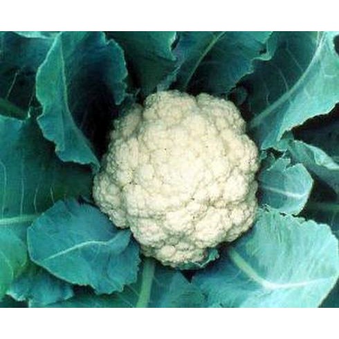 10 Benih Cauliflower Snow White F1 mr fothergills bibit tanaman sayur sayuran kembang / bunga kol