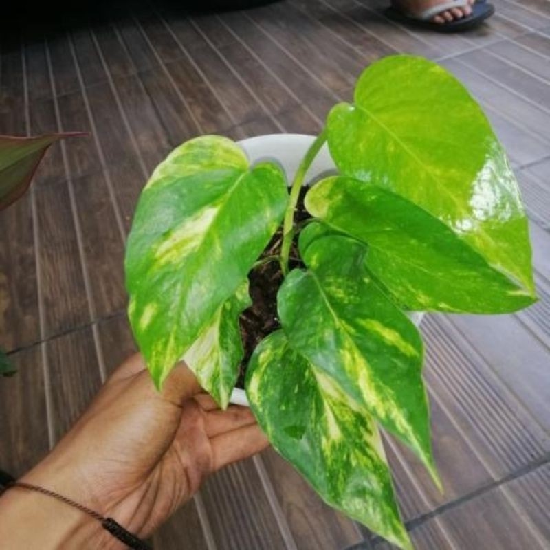 Tanaman Hias Epipremnum Variegata Kuning / Hanoman / kujang
