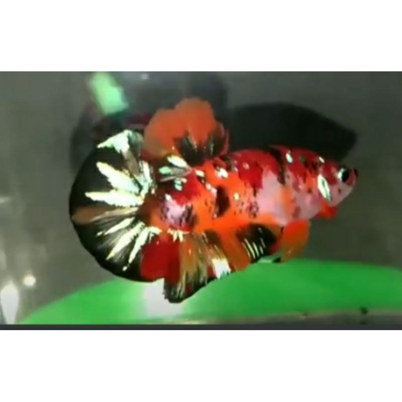 

nemo cooper