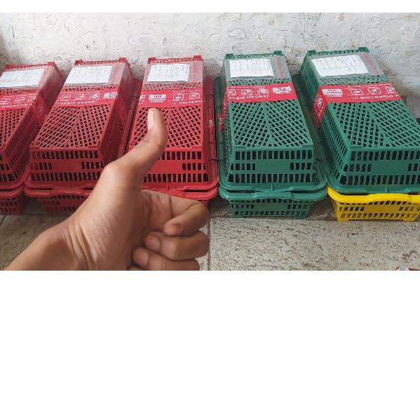 Cacing Tanah Lumbricus 1 KG Bisa