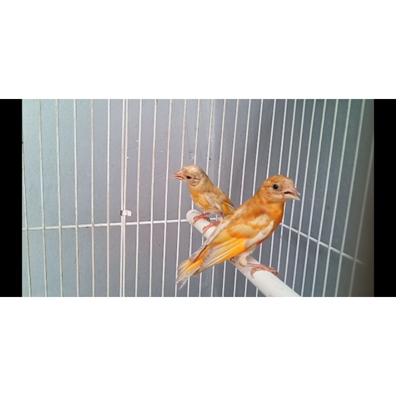 red siskin Doble dilute jantan paud