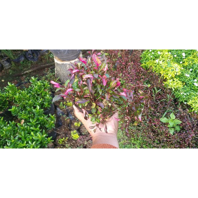 Tanaman Hias Taman Bunga Krokot Merah - Pohon Krokot Merah