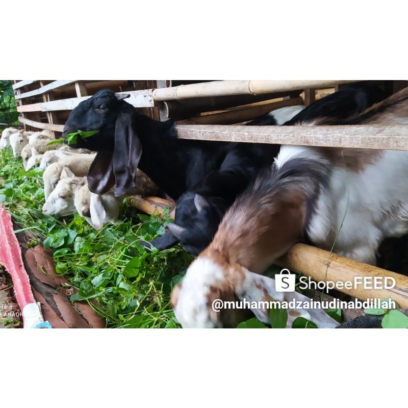 

kambing aqiqah dan nazar