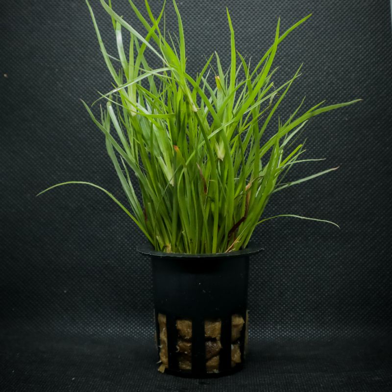 Juncus repens ( Tanaman Aquascape Tumbuhan Air Hiasan Aquarium Hidup )