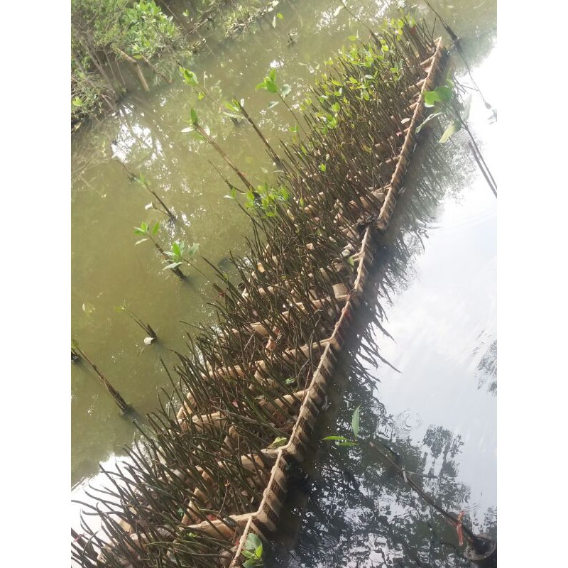 Bibit Bakau mangrove