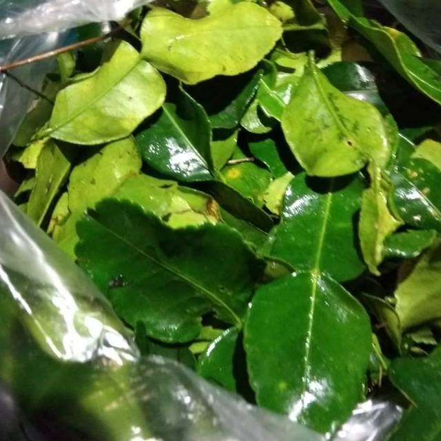 

DAUN JERUK
