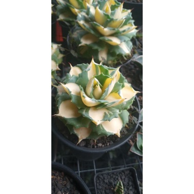 Agave Shoji Raijin Variegata