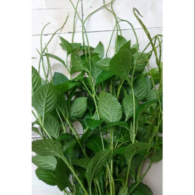

Pecut kuda/jarong 250gr