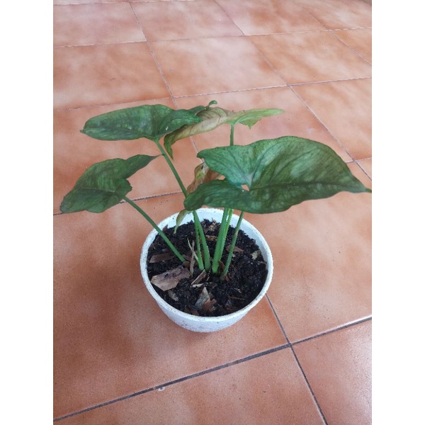 Syngonium Maria Allusion - Tanaman Hias - Tanaman Indoor