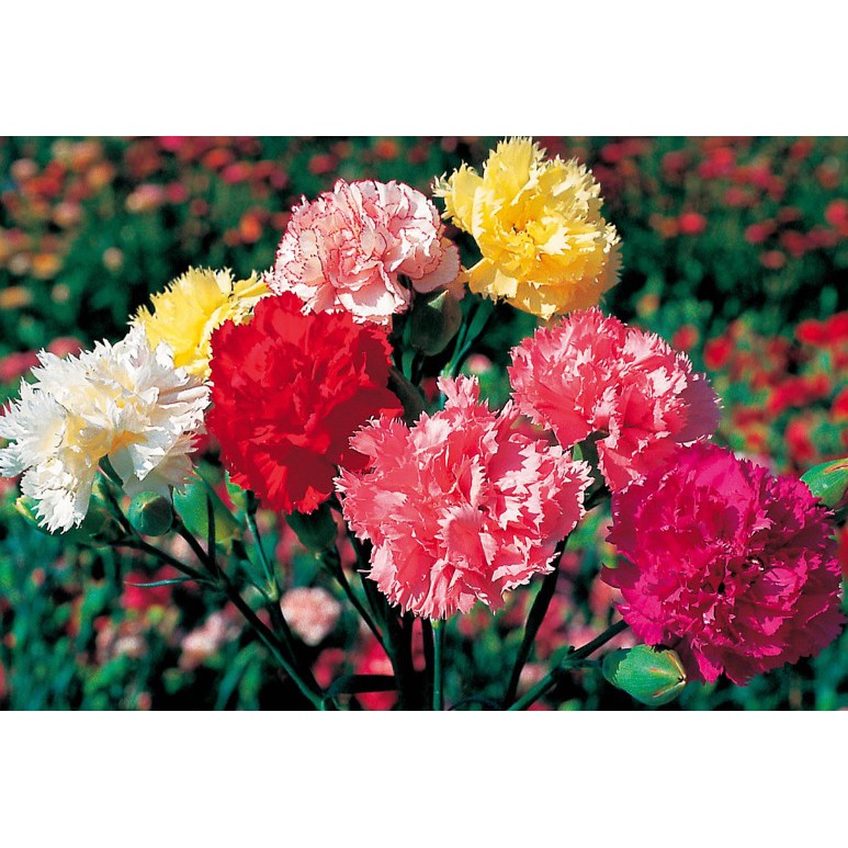 Benih Bibit Biji - Bunga Carnation Choice Double Mixed Flower Seeds - IMPORT