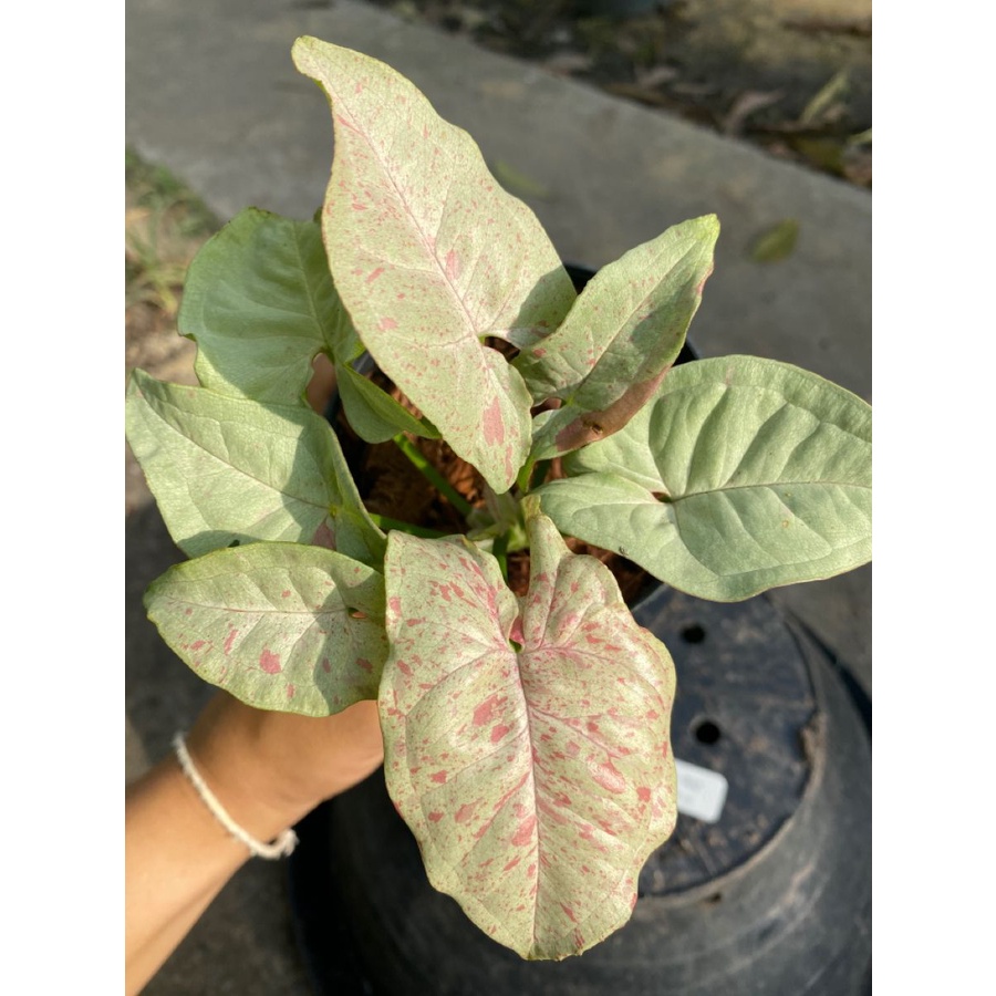syngonium milk confetti