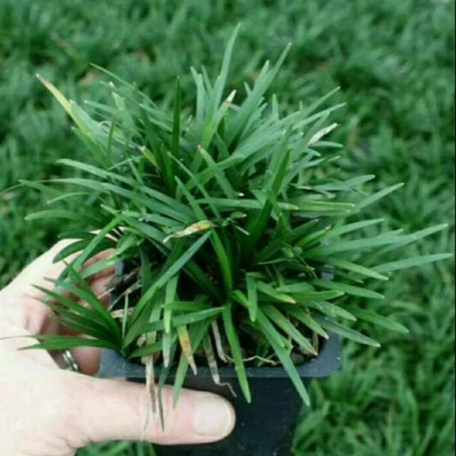 Kucai Mini, Tanaman Kucai Mini