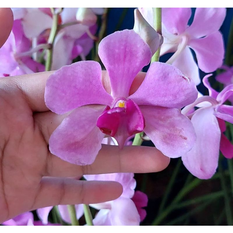 anggrek tanah jenis Vanda Douglas