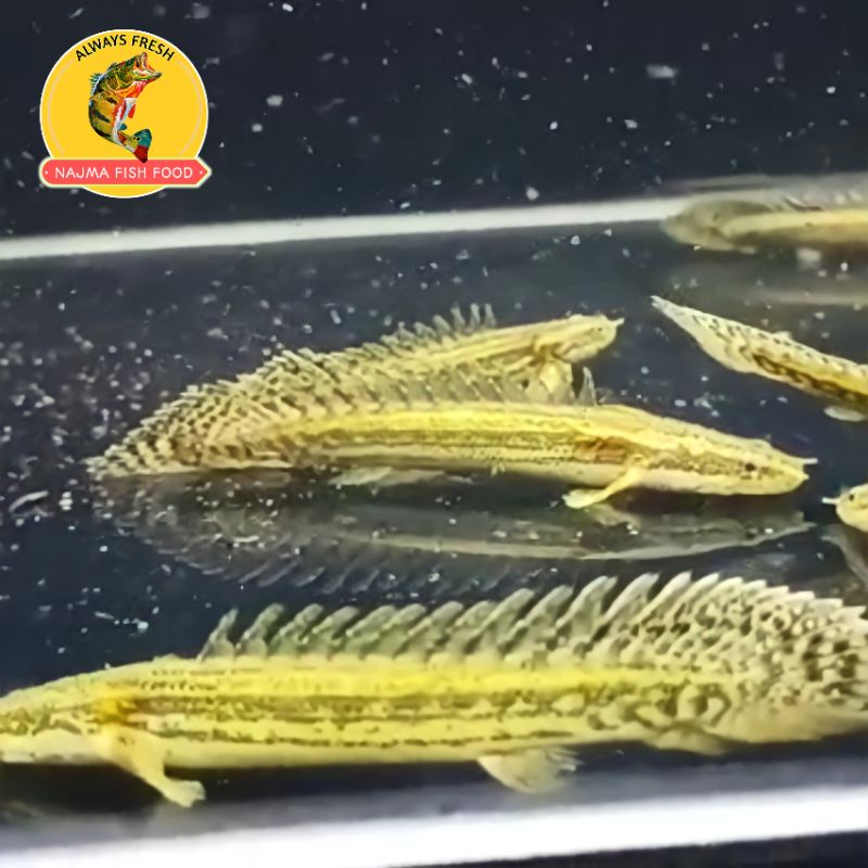 Palmas Lapradei Termurah