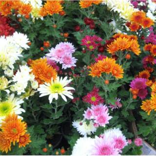 15 Benih Bunga  Krisan  Chrysanthemum sp Shopee  Indonesia