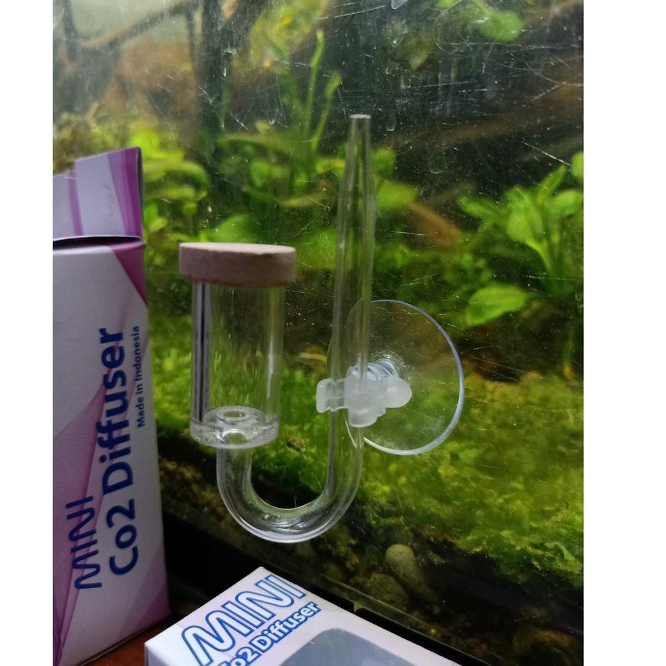 mini co2 aquarium