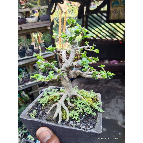 Bonsai Sancang Mame