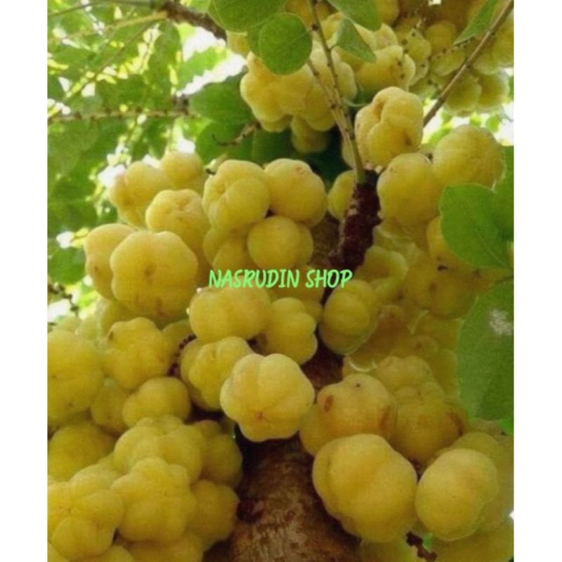 

[Fresh] BIJI BENIH BUAH CEREMAI ISI 30 BIJI PERPACK