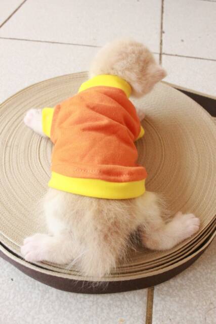 Kaos simple warna orange untuk kucing mulai umur 1 bulan / baju kucing lucu murah terlaris size S-XL