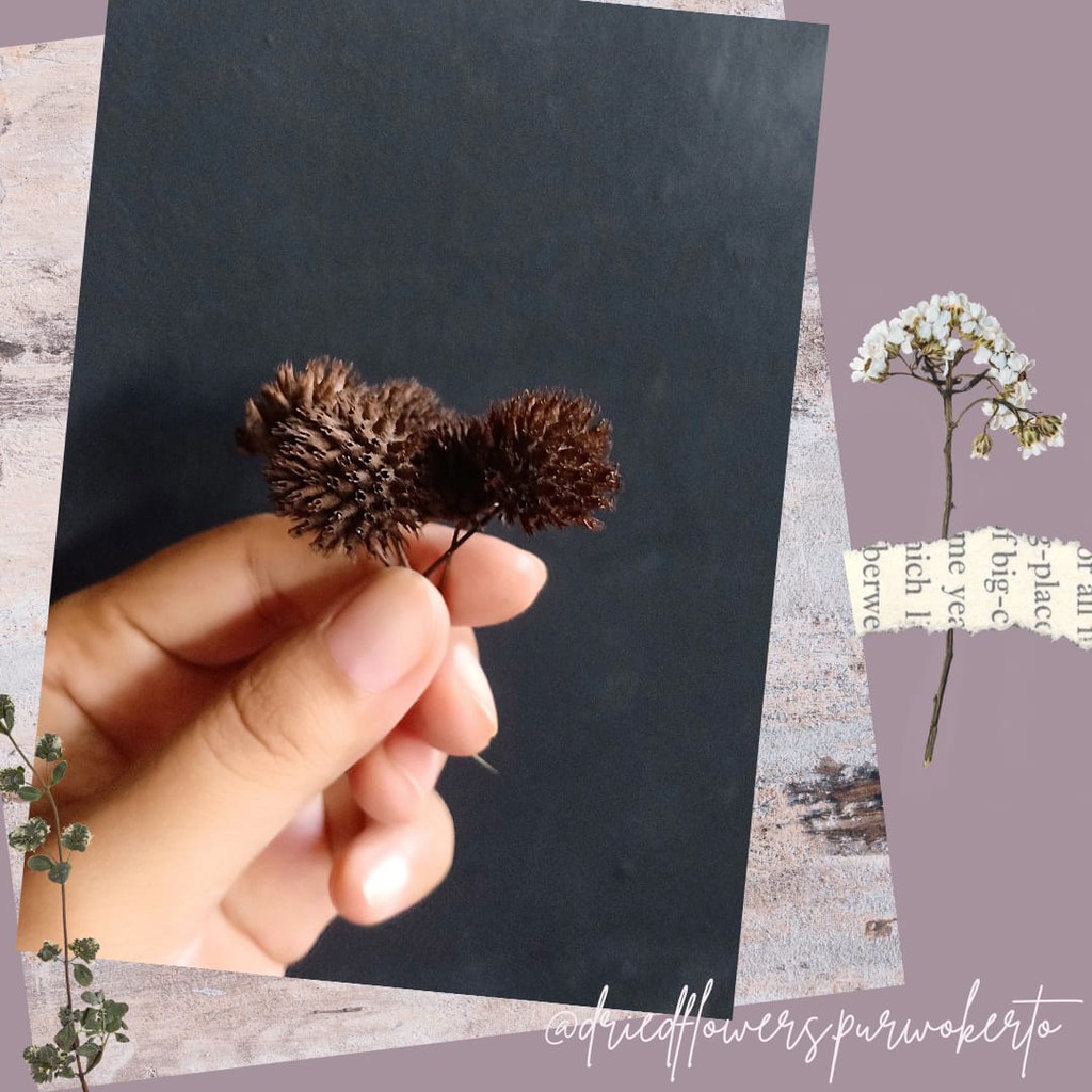 

Dried pompom per pax
