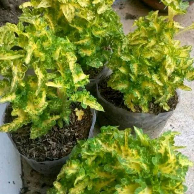 Tanaman miana keriting hijau kuning - pohon miana - miana - hiasan rumah