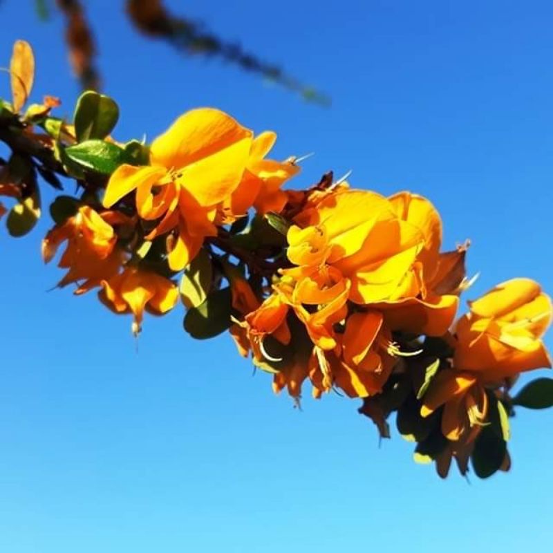 SAENG SIMBUR BUNGA KUNING ATAU BRYA EBENUS BONSAI LANKA