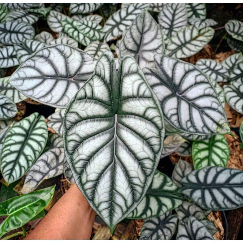 UMBI/BONGGOL TANAMAN HIAS ALOCASIA DRAGON SILVER/BONGGOL/UMBI
