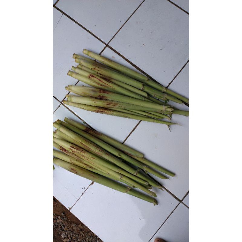 

turubuk / terubuk / telor tebu / bunga tebu / endog tebu