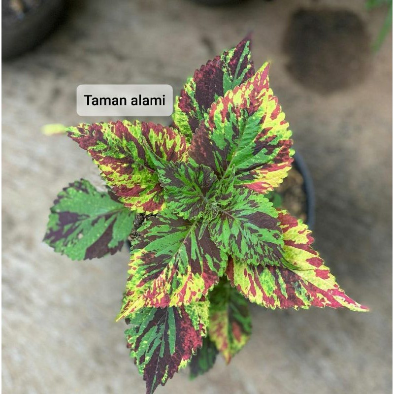 miana batik - tanaman miana batik - tanaman hias