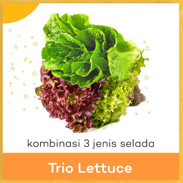 

Trio Lettuce Hidroponik 250 gr