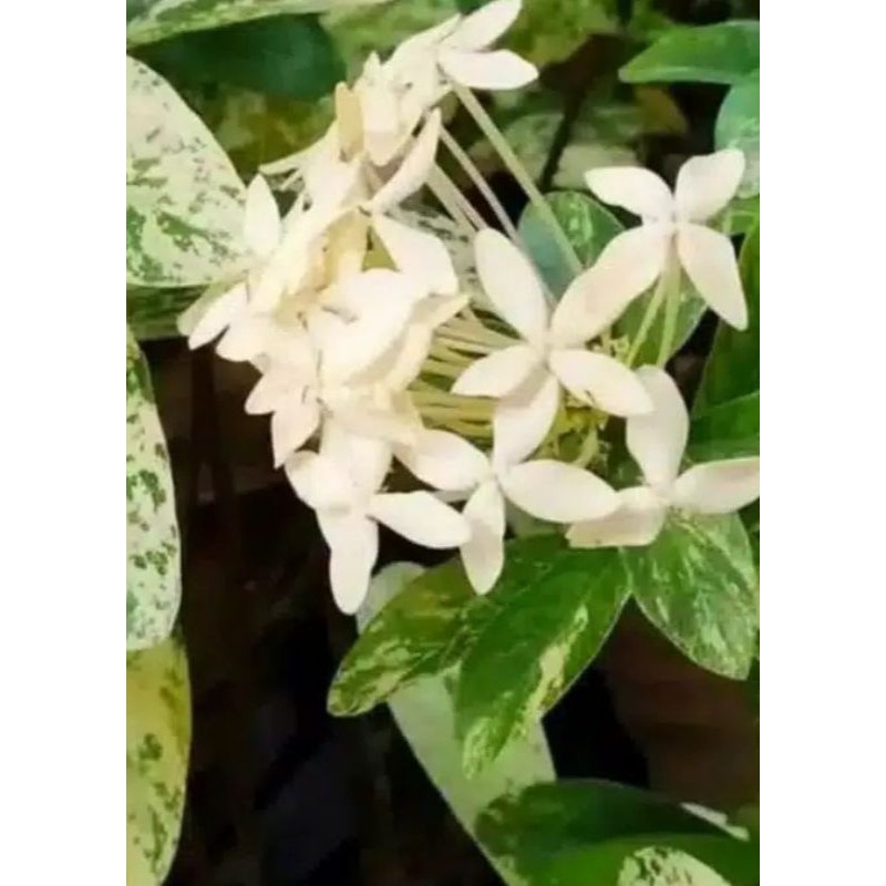 Tanaman Hias asoka variegata-tanaman benih asoka bunga putih