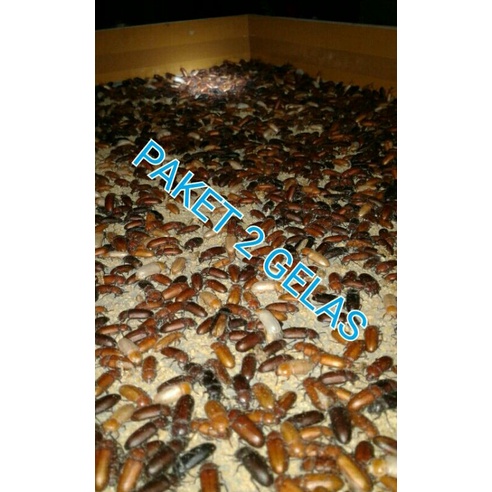 

isi 2 gels kepik
