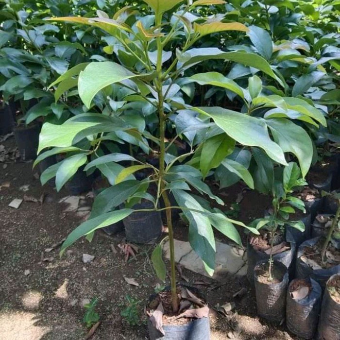 Bibit Buah Alpukat Pluwang Hasil Okulasi Tinggi 1,5 meter