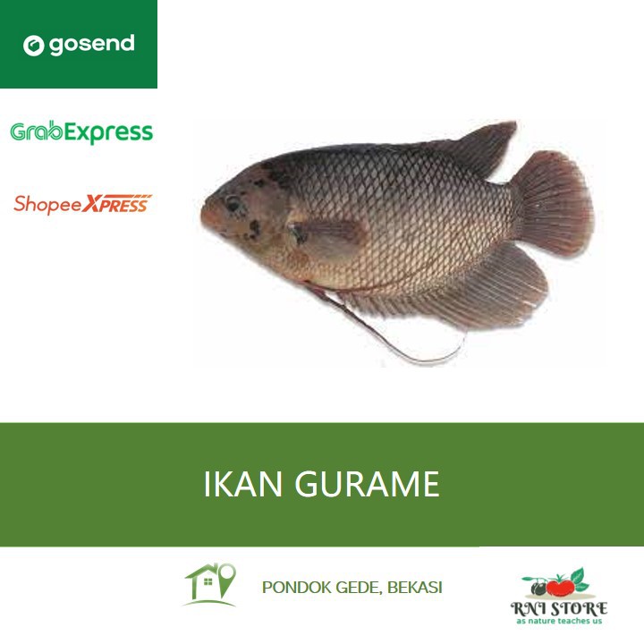 

Ikan Air Tawar - Ikan Gurame Segar 500 gram 1 kg