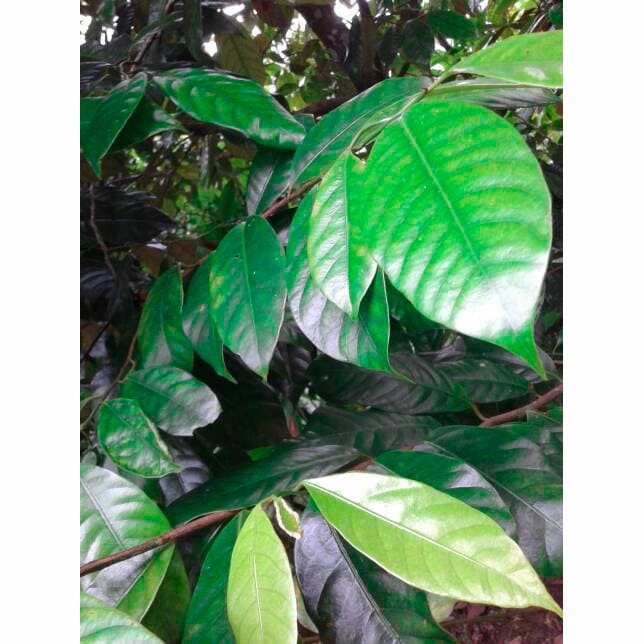 

New DAUN PALA SEGAR 100 GRAM