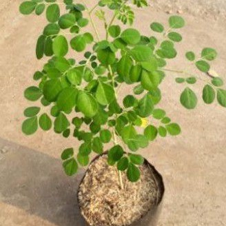 

Bibit Daun Kelor Moringa Oleifera Herbal Kaya Manfaat
